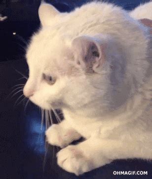 Cat bobbing head gif - Dec 28, 2022 · The perfect Cat Bobbing Head Silly animated GIF for your conversation. Discover and share the best GIFs on Tenor. Tenor.com has been translated based on your browser's language setting. 